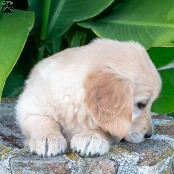 Charm, Golden Retriever Puppy